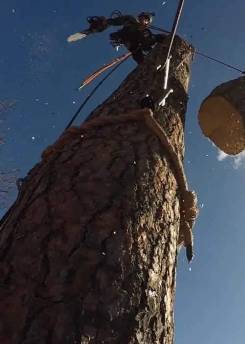 Smith Works climber safely dismantling a tree from the top