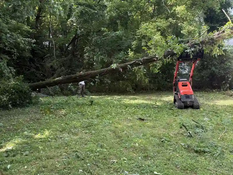 Tree removal with equipment