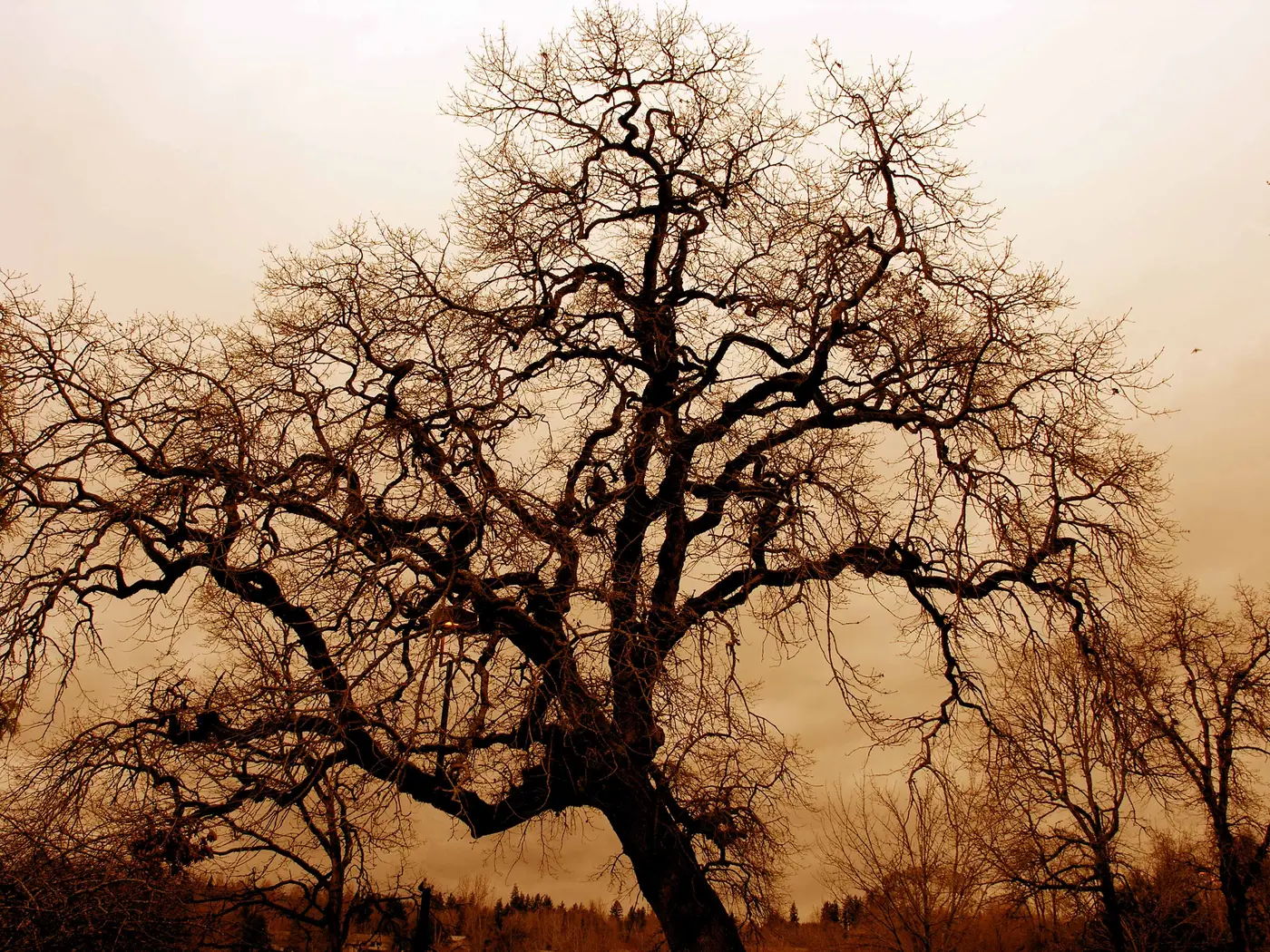 A large oak tree with bare branches against a winter sky, fully dormant with all its leaves dropped
