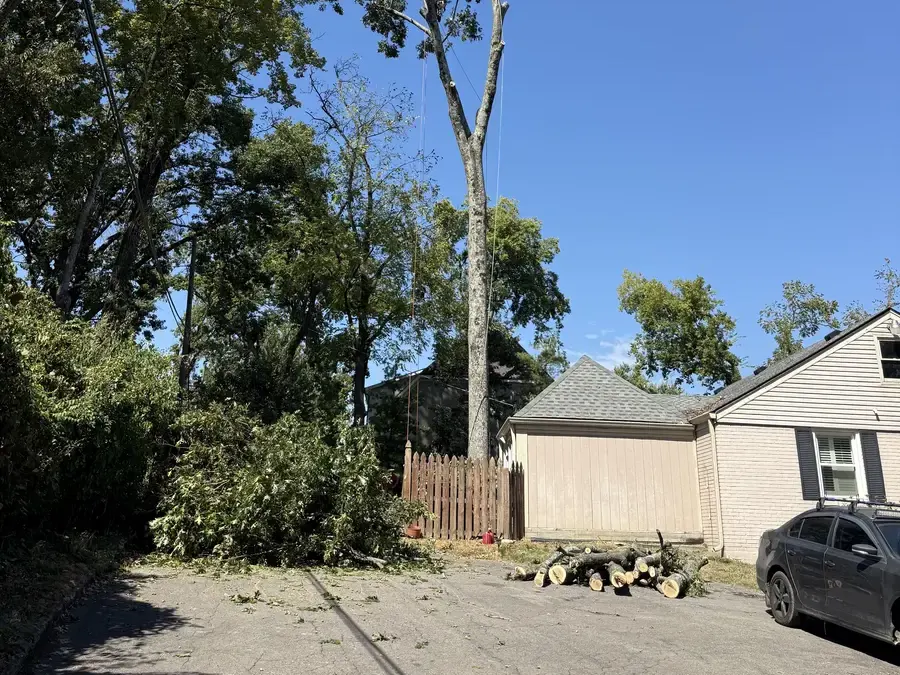 Why Nashville Oaks Are Dropping Limbs After the Drought