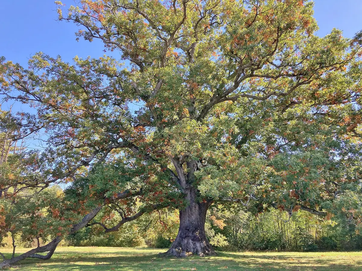 When to Trim Oak Trees in Nashville to Reduce Oak Wilt Risk