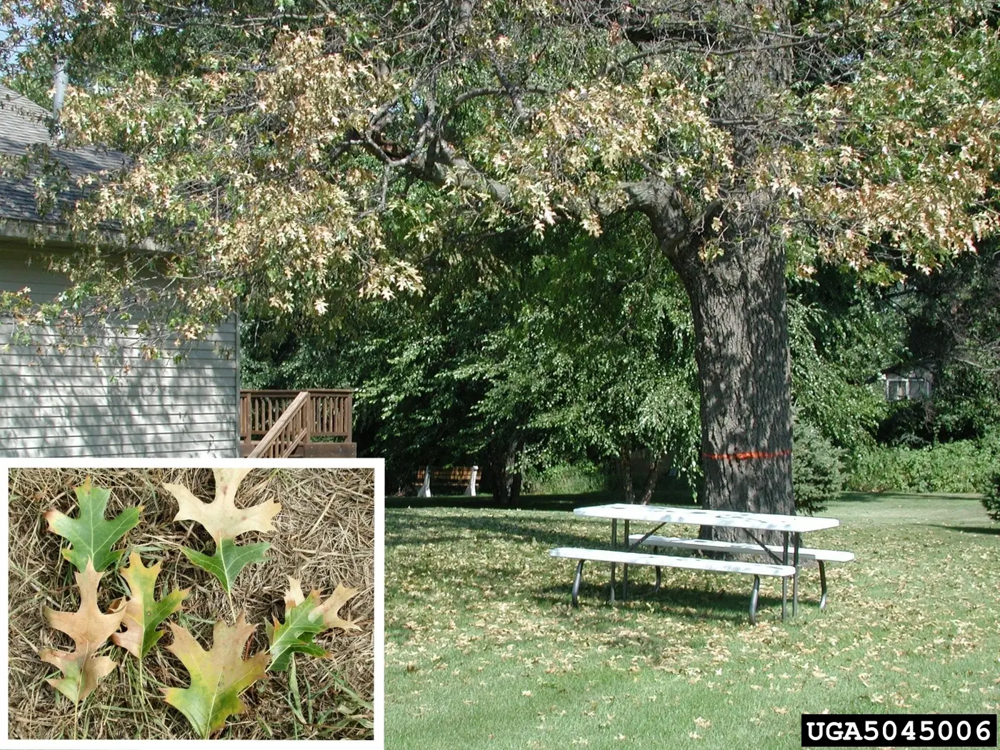 An oak tree with browning, wilting foliage from oak wilt, with an inset close-up of discolored fallen oak leaves