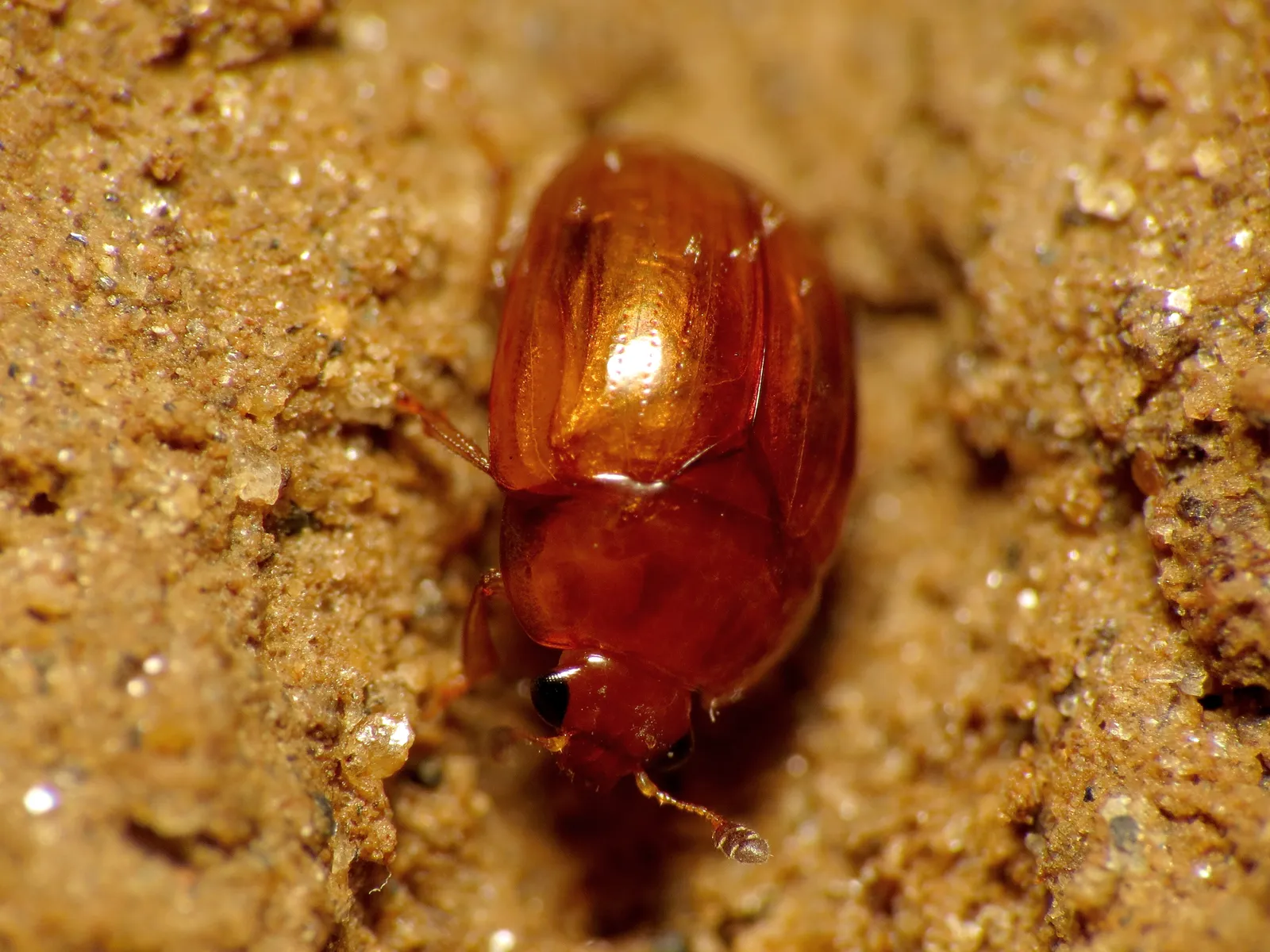 Close-up macro of a reddish-brown sap-feeding beetle, an insect that can carry oak wilt spores to fresh pruning wounds