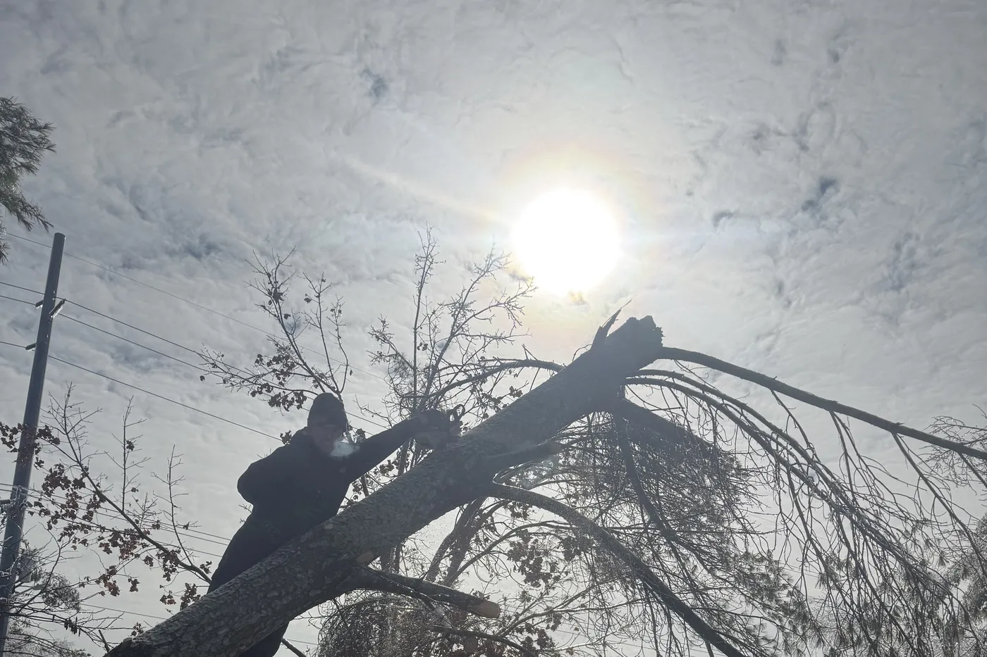 A Smith Works tree worker cutting a large fallen tree off a brick wall, silhouetted against the winter sun