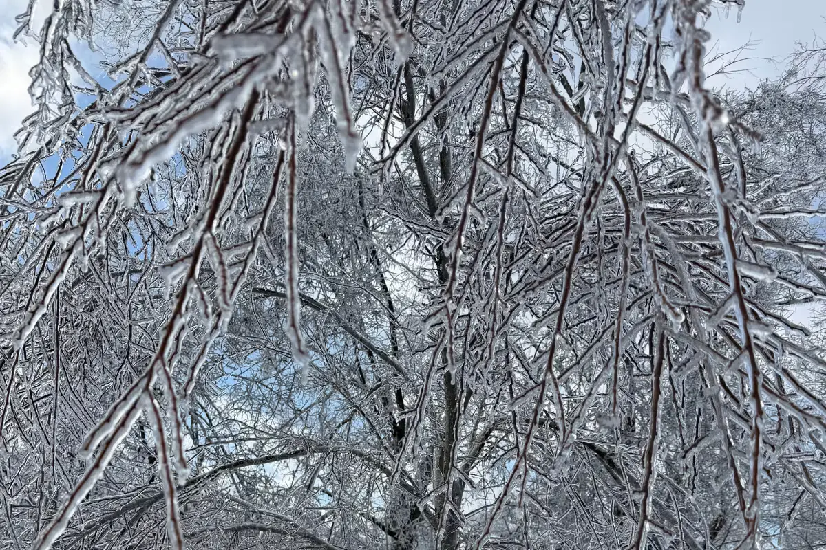 Close-up of tree branches encased in thick ice after Winter Storm Fern in Nashville