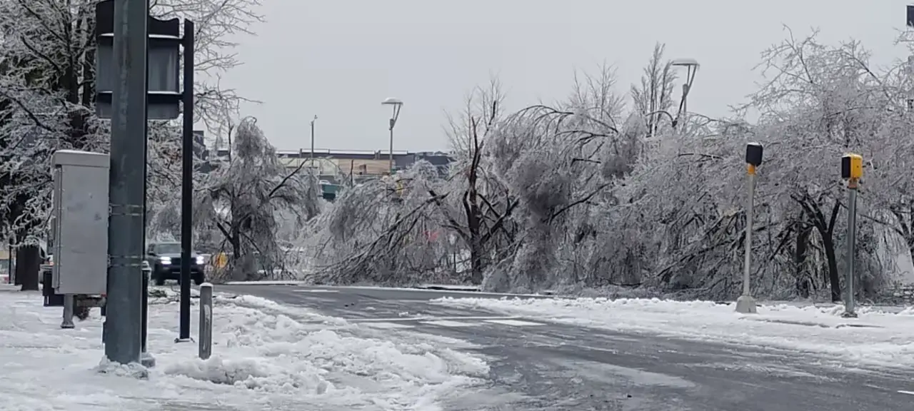 What Nashville Homeowners Need To Know About Tree Damage Cleanup After Winter Storm Fern