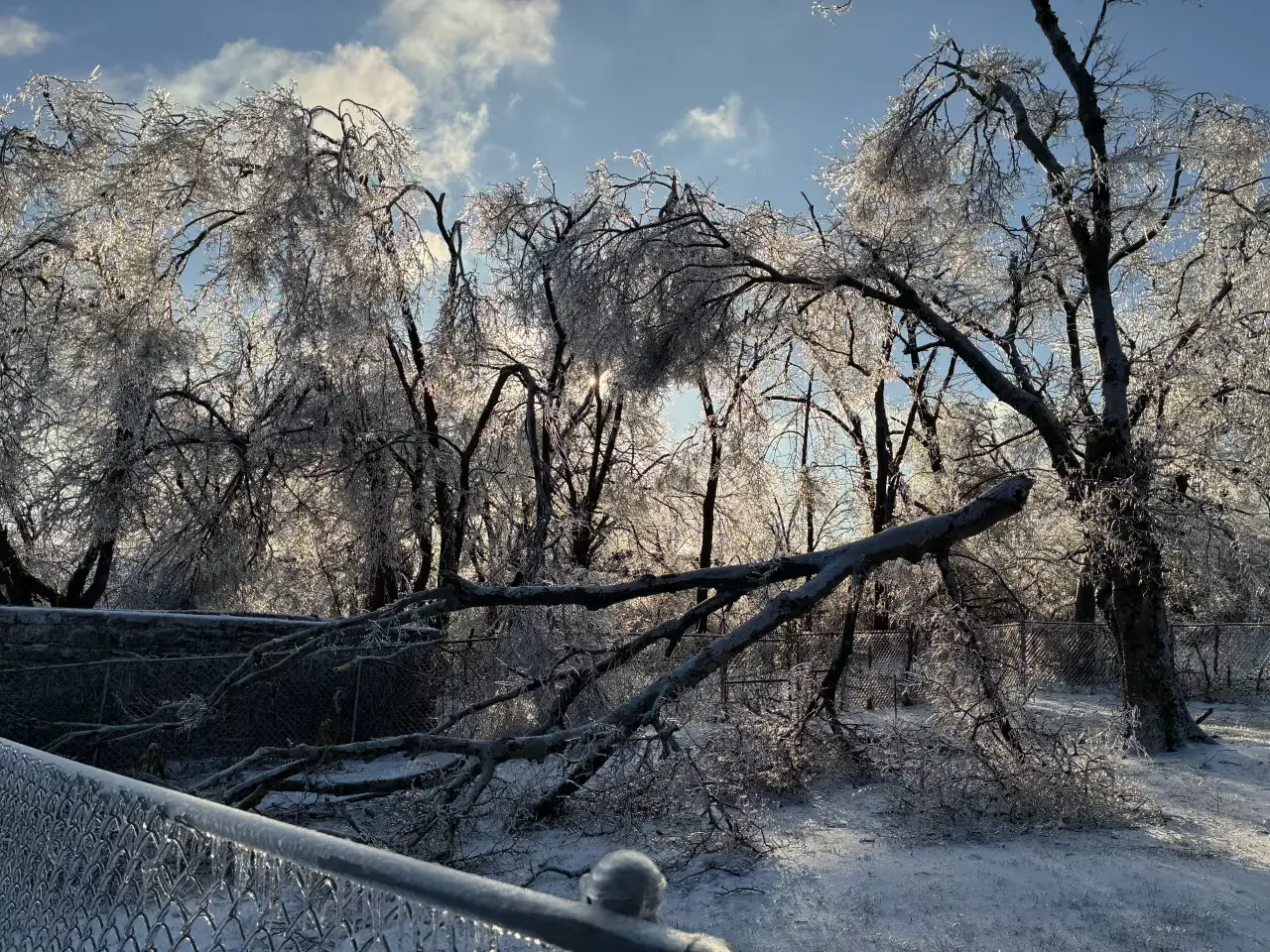 Large ice-coated tree branch fallen across a residential yard fence after Winter Storm Fern