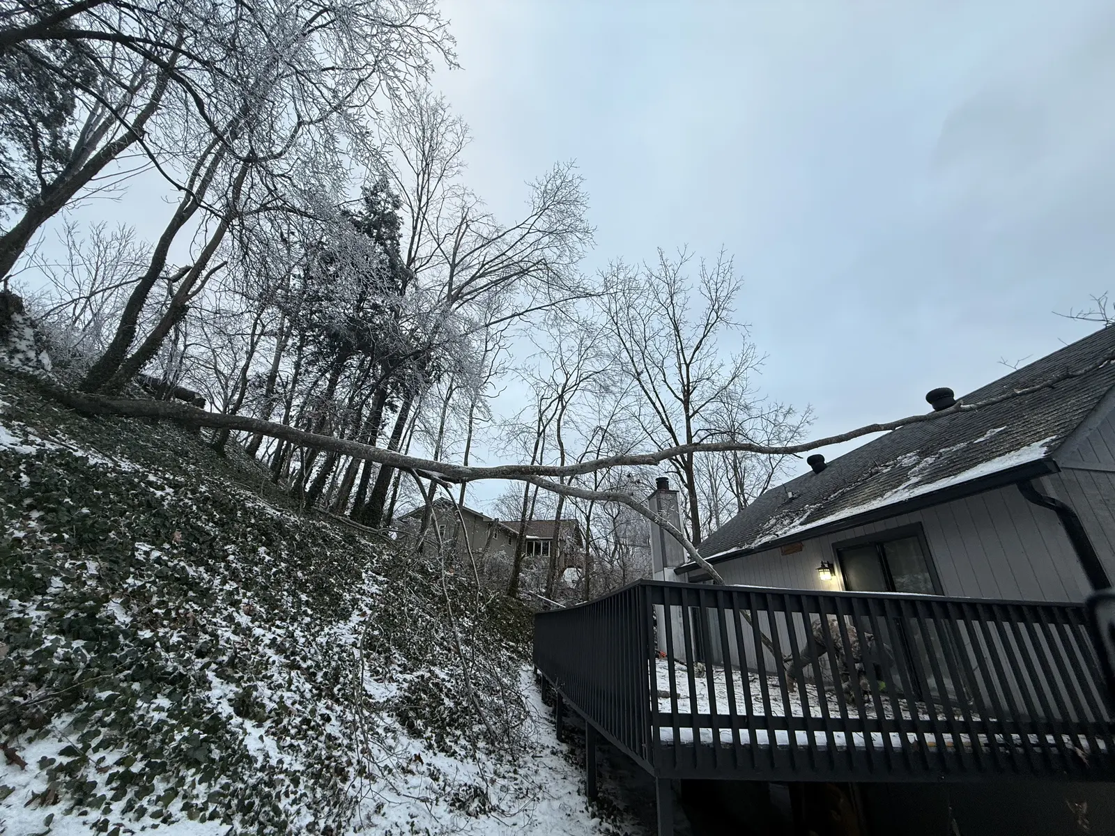 What Nashville Homeowners Need To Know About Tree Damage Cleanup After Winter Storm Fern