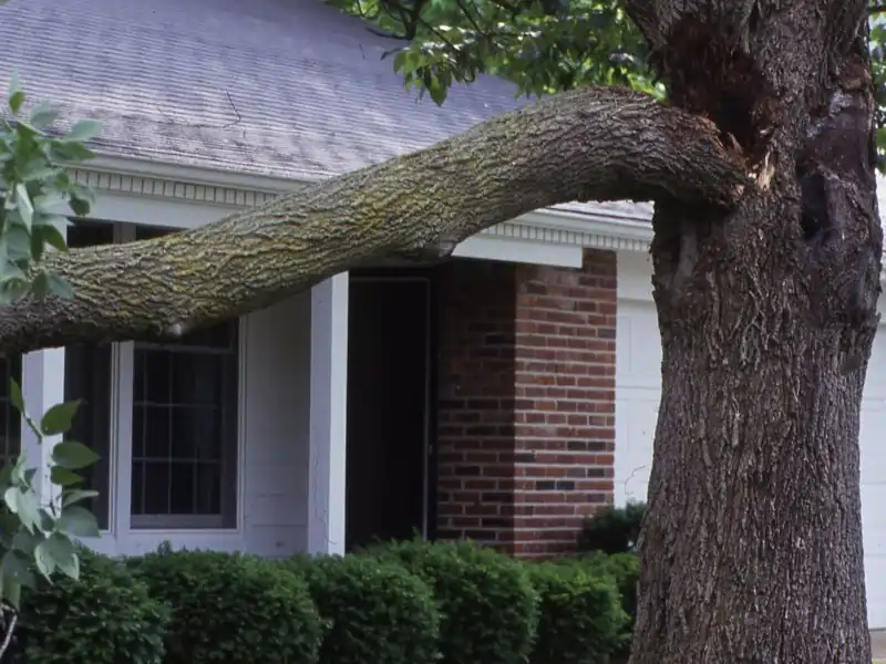 Broken dead tree limb – widowmaker hazard