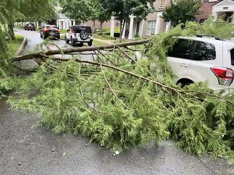 Storm damaged tree on vehicle
