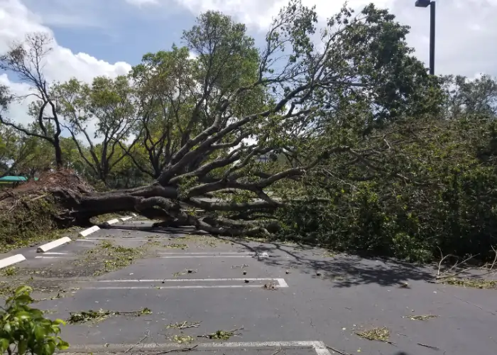 Large fallen tree after severe weather