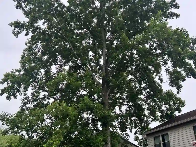 Overgrown tree next to house needing trimming