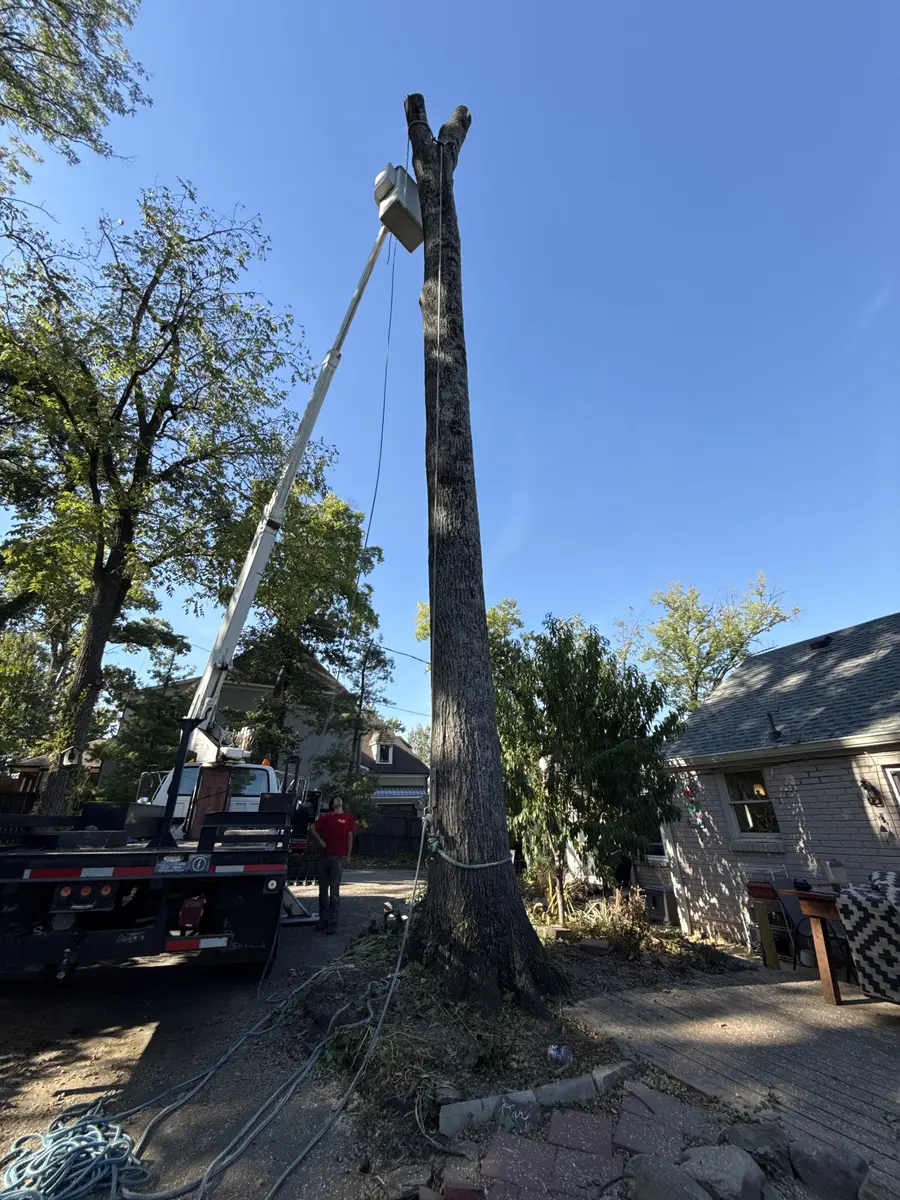Sixty-foot bucket truck beside the stripped oak trunk with rigging lines set for lowering sections