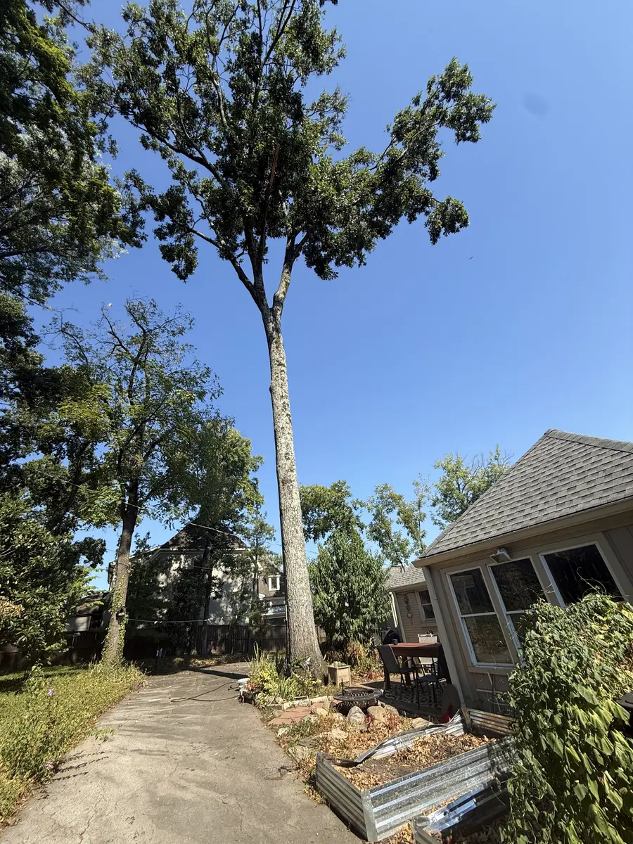 Roughly 100-foot oak tree standing close to the back of a Green Hills home in Nashville before removal
