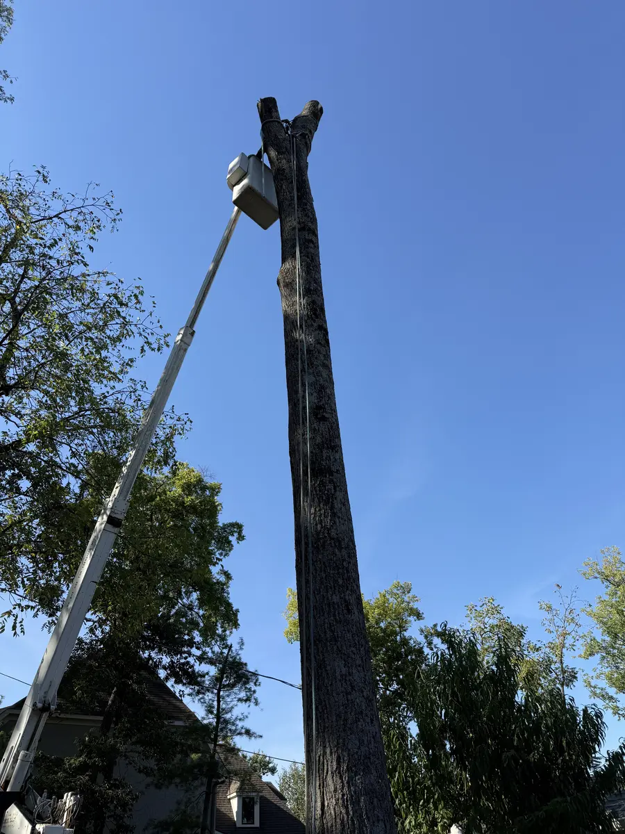 Bucket of a 60-foot bucket truck at the top of a tall oak trunk during sectional removal