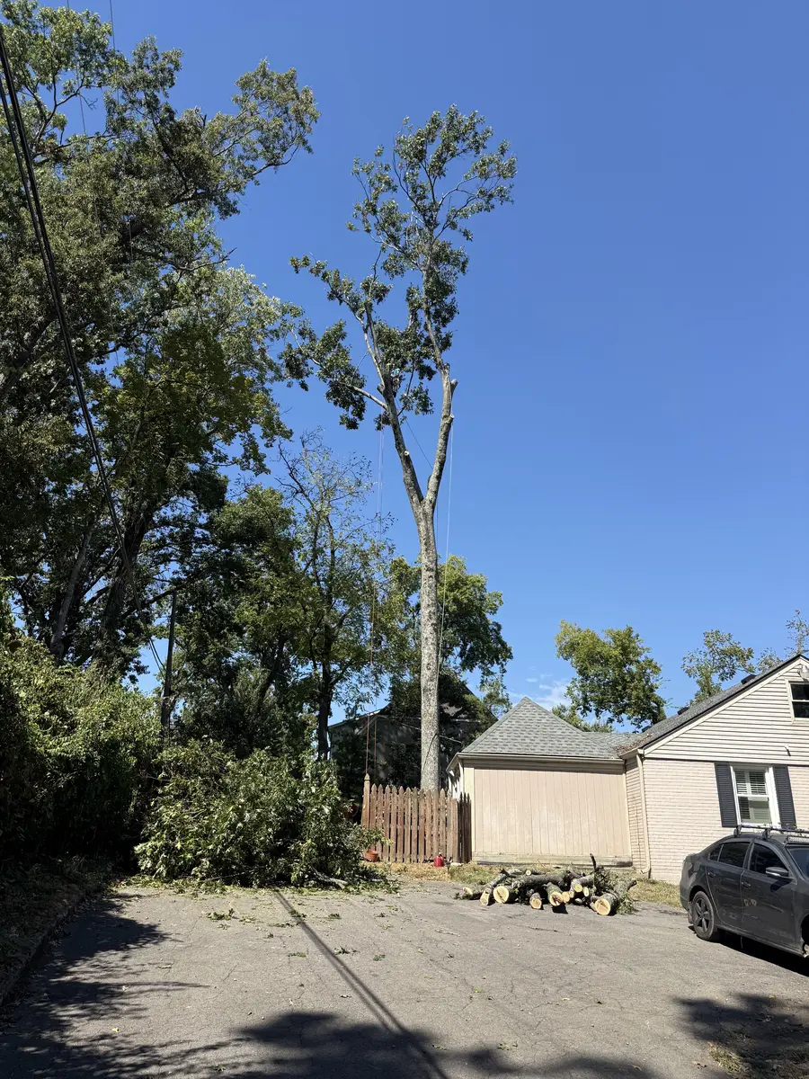 Large oak in Green Hills with limbs partly removed, seen from the driveway with cut logs stacked by the garage