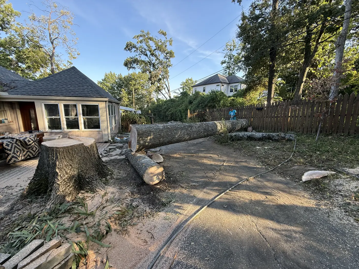 Large oak stump about 40 inches across with trunk sections laid on the driveway after removal