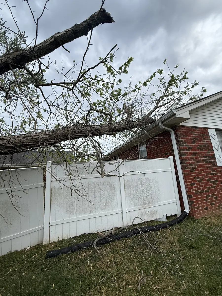 Dead maple pushed over by wind resting on the roof edge of a brick house and on a white vinyl fence