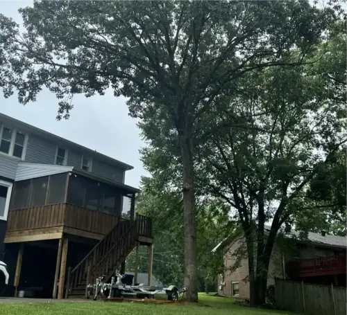 Yard before tree removal service