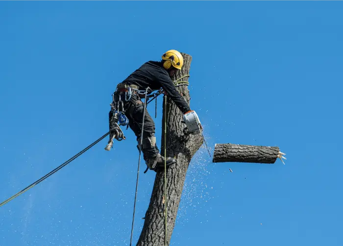 Dead tree removal service in Nashville, TN