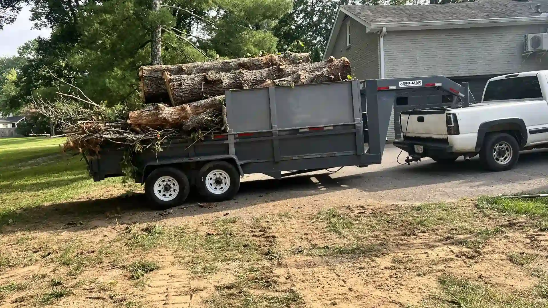 Professional tree removal service