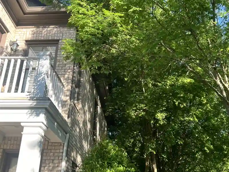 Before tree trimming - overgrown branches near house