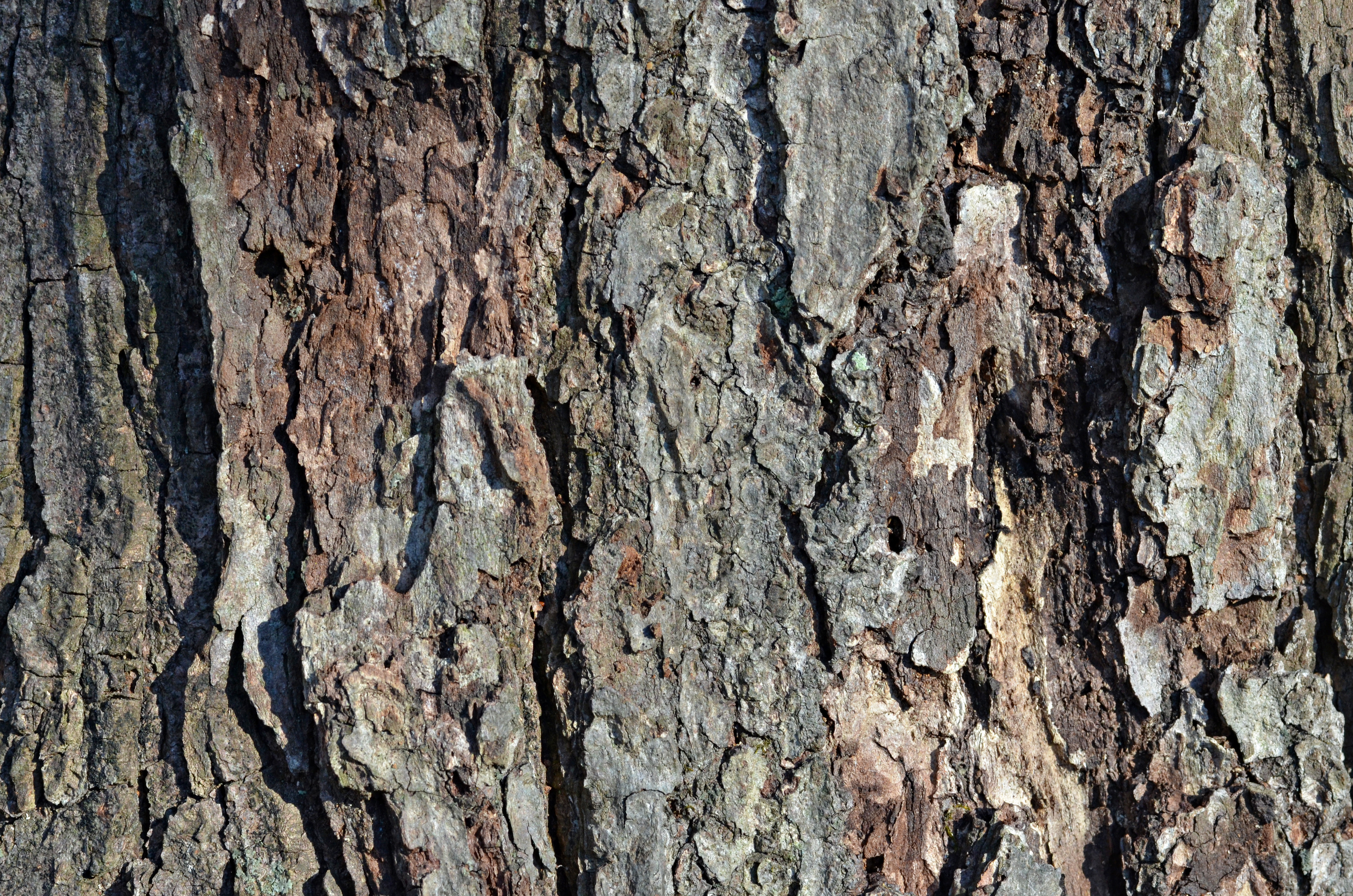 Red maple bark showing smooth gray surface on a mature trunk