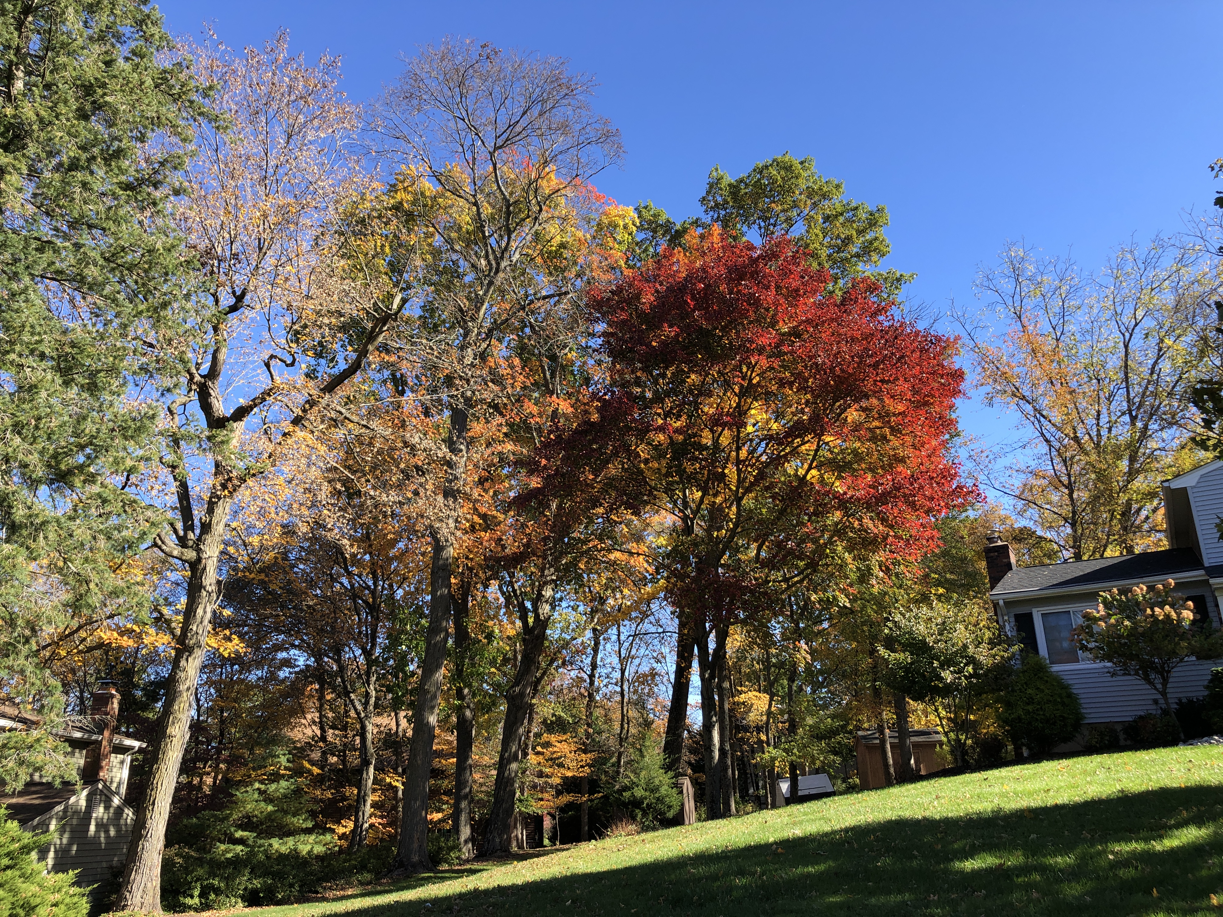 Red maple tree showing brilliant red and orange fall color in an autumn landscape