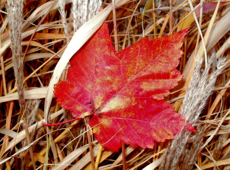 Red maple leaf showing brilliant red fall color with three to five pointed lobes