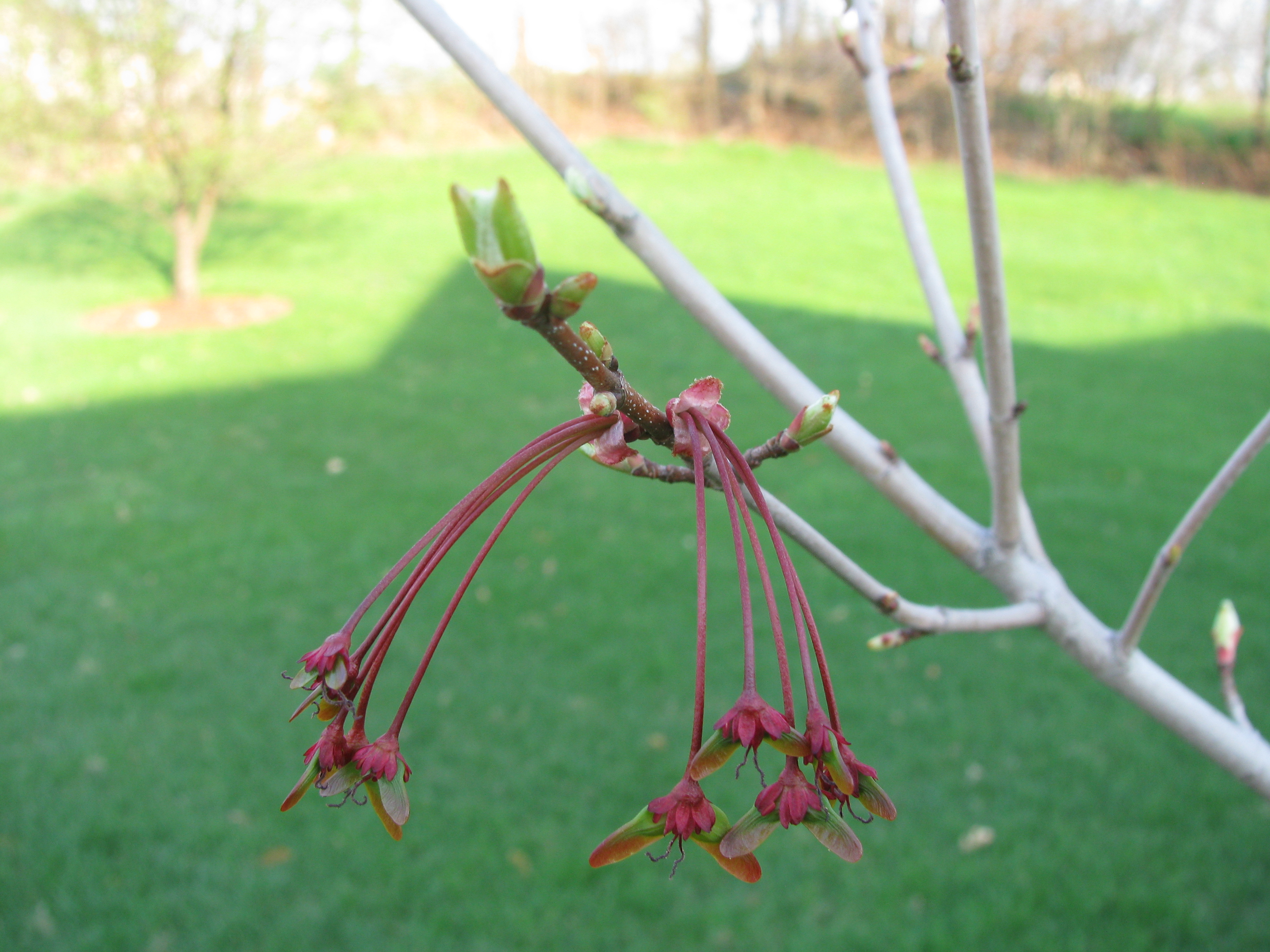 Red maple Red Sunset cultivar showing red samaras and spring foliage
