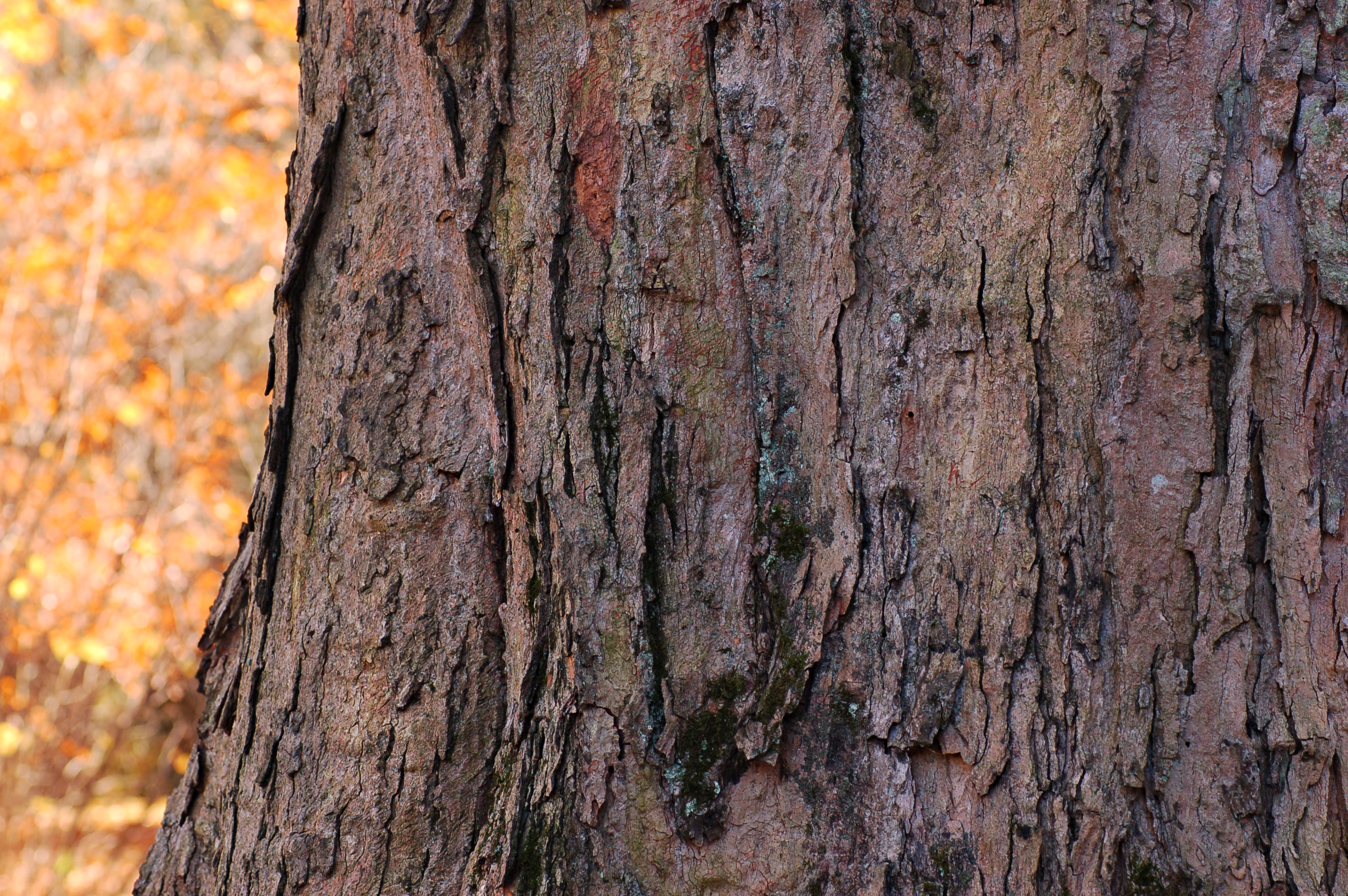 Sugar maple bark showing characteristic gray, vertically furrowed plates on a mature trunk