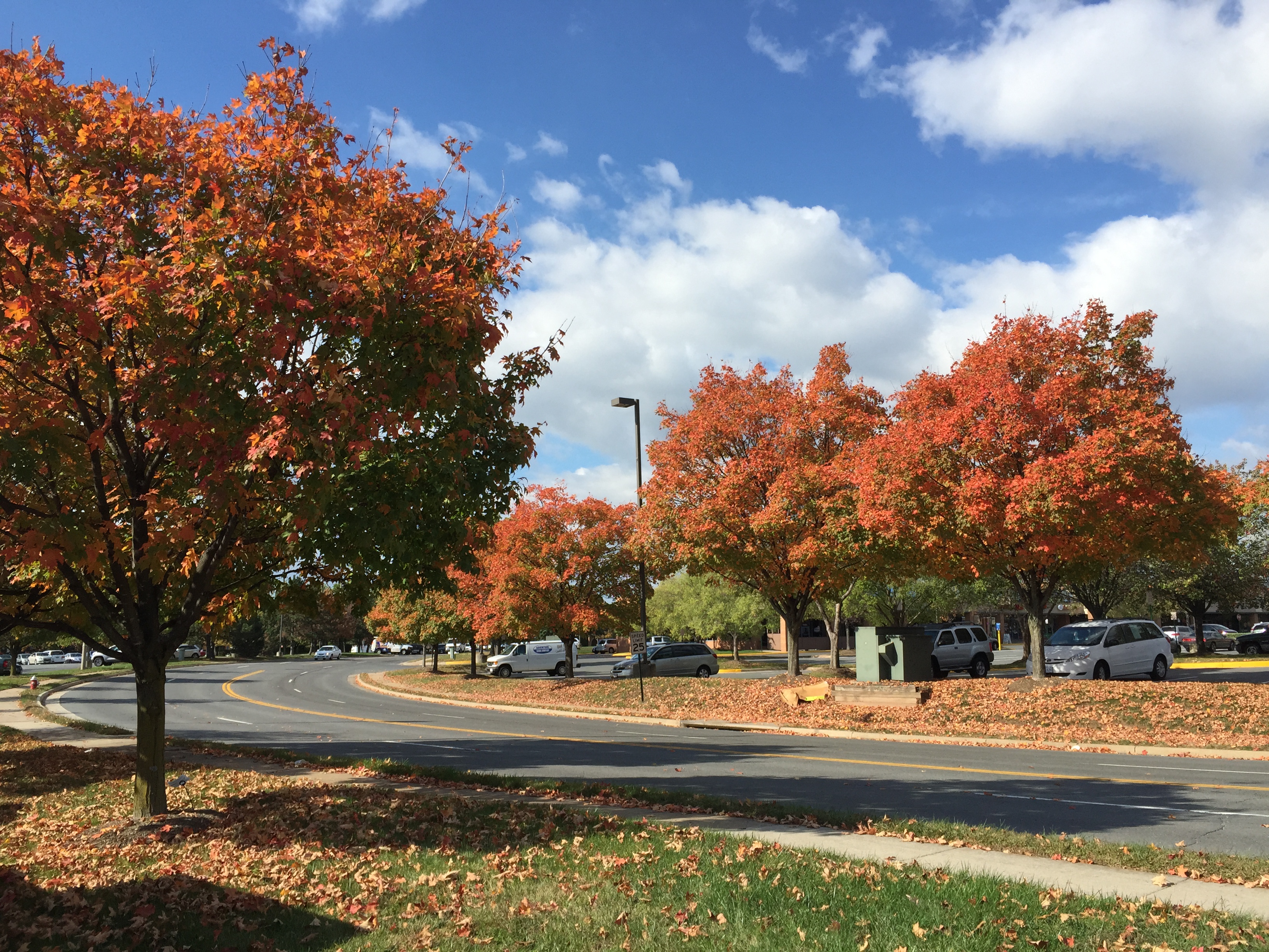 Sugar maples displaying brilliant fall foliage along a tree-lined street