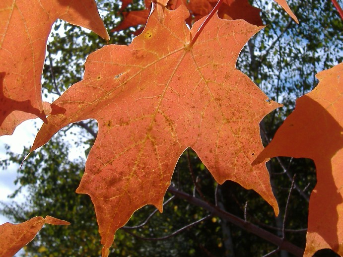 Sugar maple leaf showing five-lobed shape with smooth sinuses and orange-red fall color