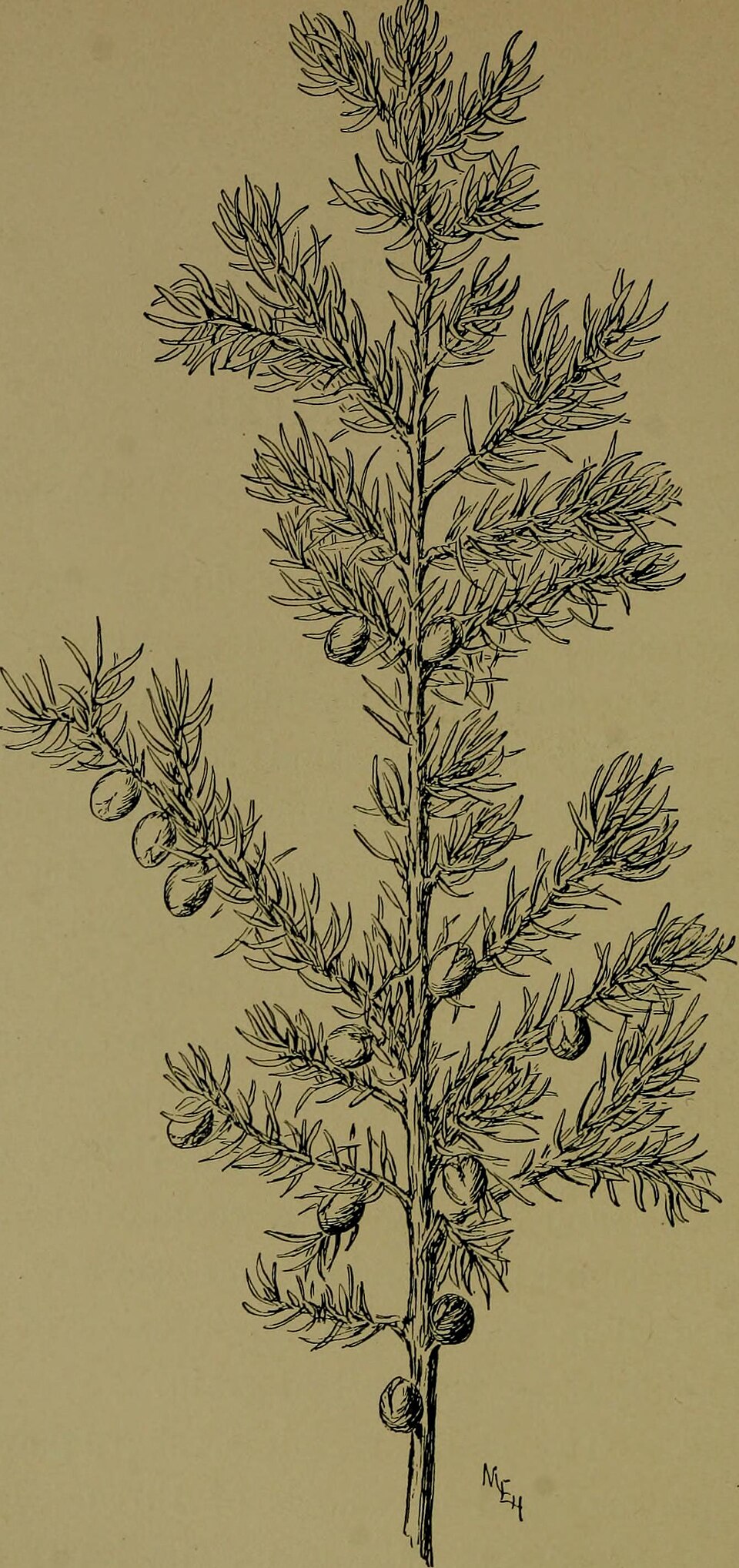 Eastern red cedar scale-like foliage and berry-like cones showing blue-green color