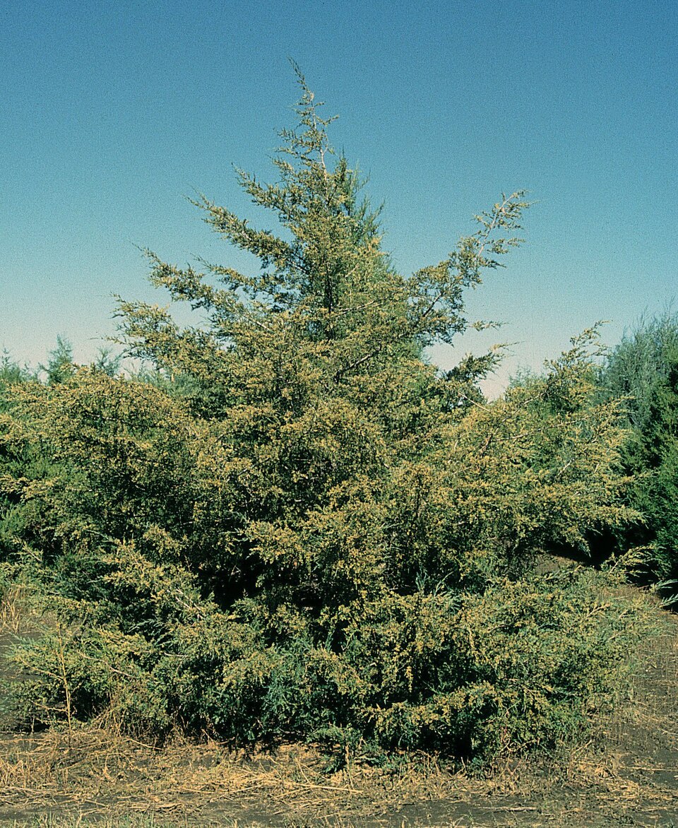 Mature Eastern red cedar tree with dense pyramidal evergreen form