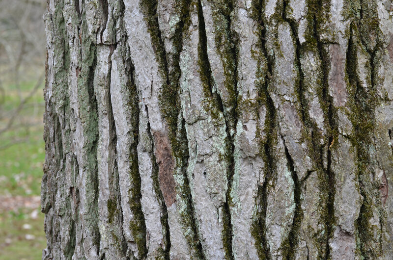 Close-up of Sweetgum bark showing deeply furrowed grayish-brown ridges characteristic of alligatorwood
