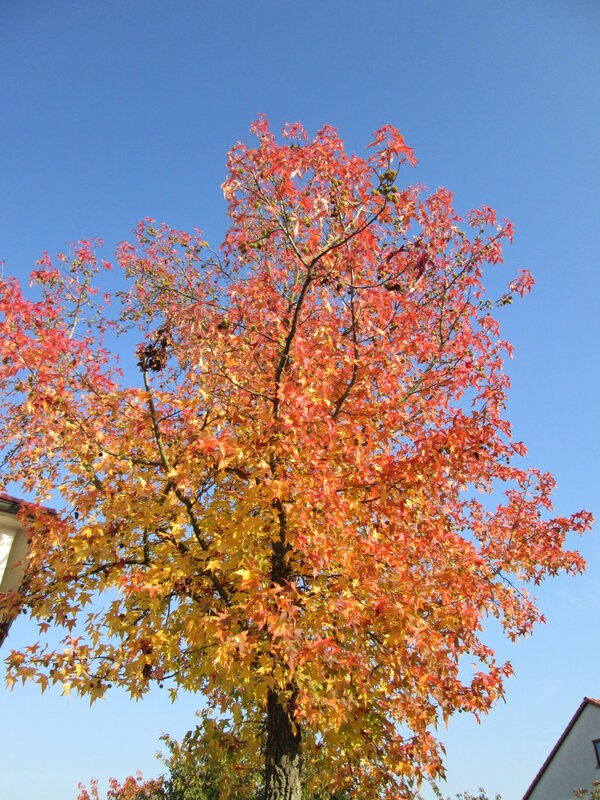 Sweetgum tree in brilliant fall color with bright red, orange, and yellow foliage against blue sky