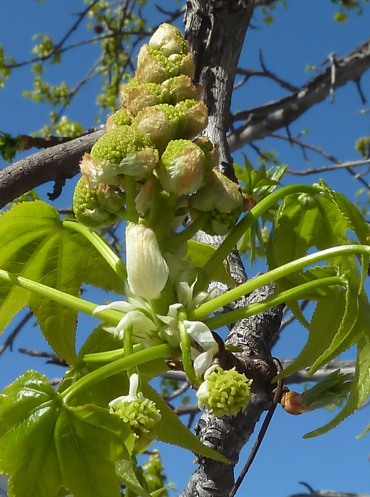Sweetgum greenish-yellow flowers in early spring showing globose head of female flowers and upright male flower clusters