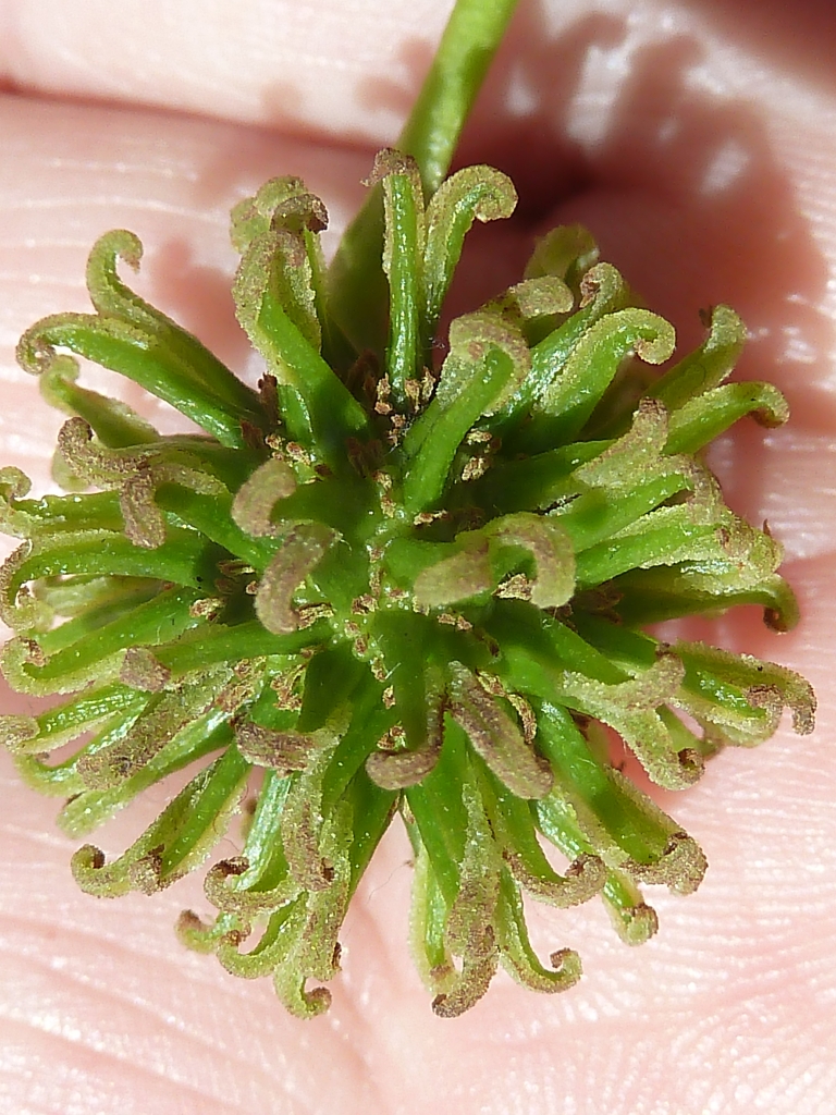 Close-up of a developing Sweetgum gum ball seed pod showing spiky green structure