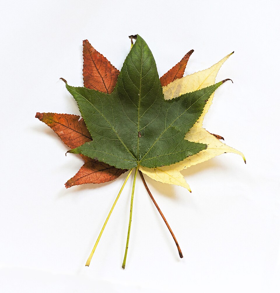 Sweetgum star-shaped leaves showing glossy green summer leaf and fall color variations