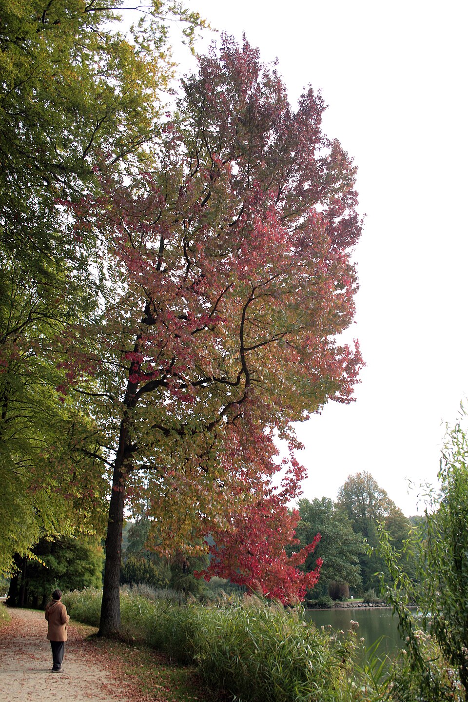 Mature Sweetgum tree with colorful fall foliage showing the broad canopy and straight trunk