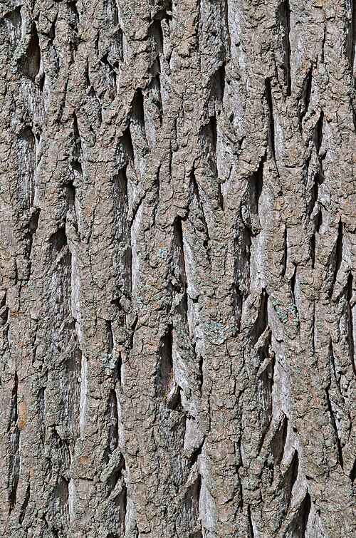 Grayish-brown ridged bark of a mature tulip poplar trunk