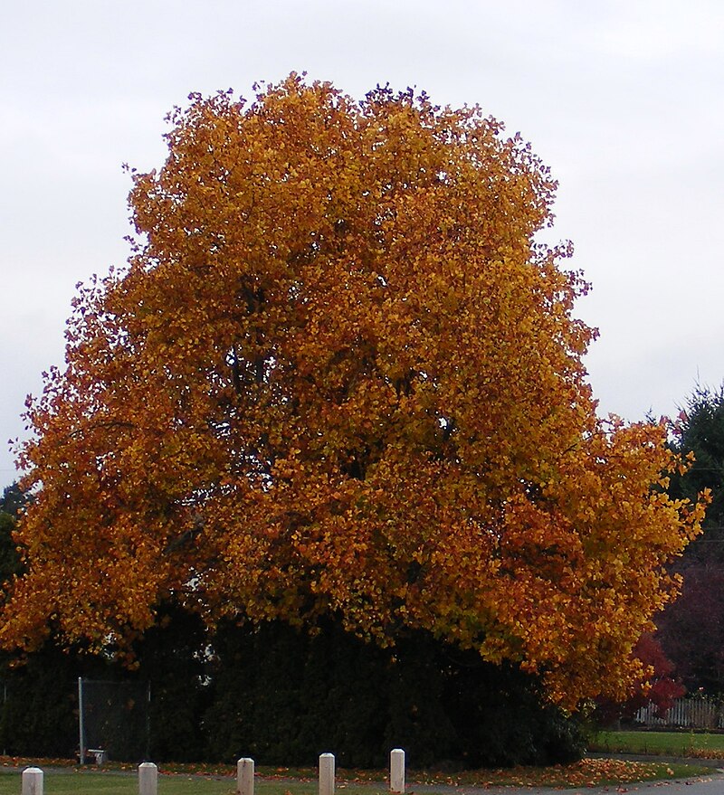 Tulip poplar tree in autumn with golden yellow fall foliage