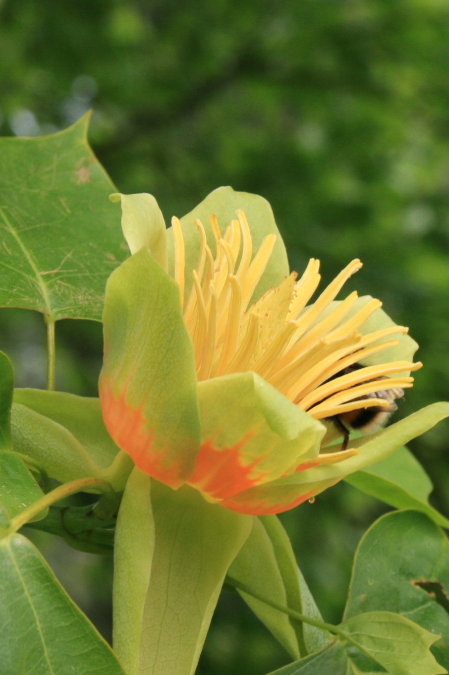 Tulip-shaped flower of the tulip poplar with greenish-yellow petals and orange base