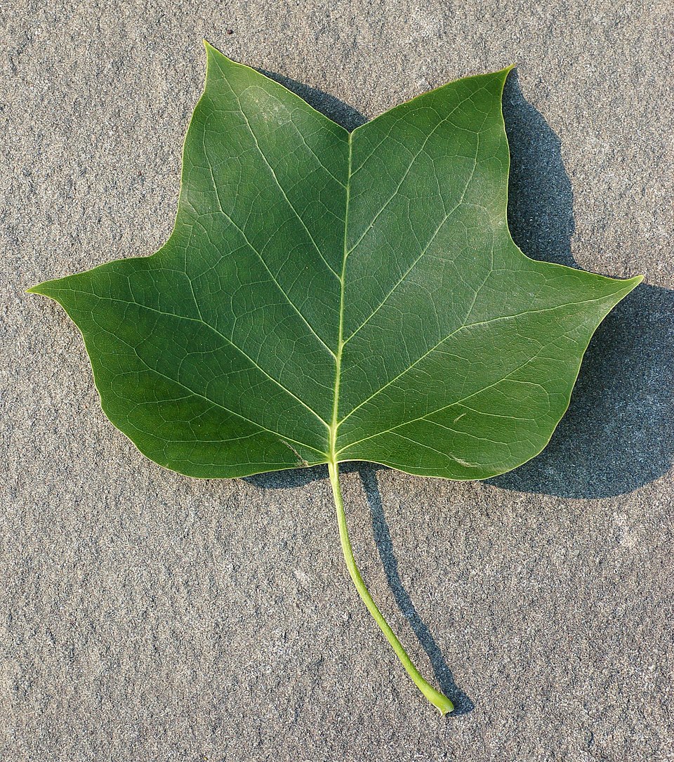 Bright green tulip poplar leaf showing distinctive four-lobed shape
