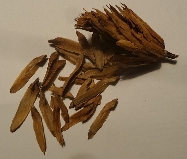 Close-up of tulip poplar seed cluster with winged samaras