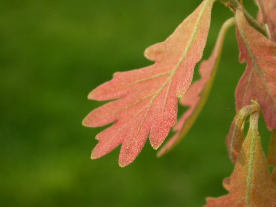 White oak leaf showing rounded, fingerlike lobes and dark green upper surface