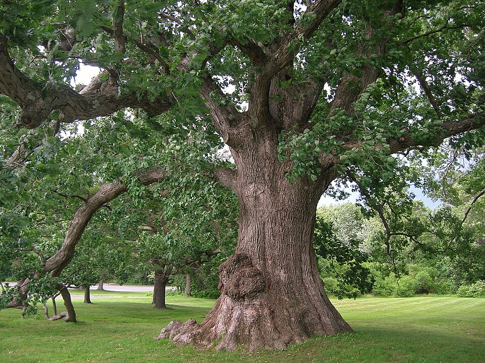 Mature white oak tree with widespreading canopy in full summer foliage