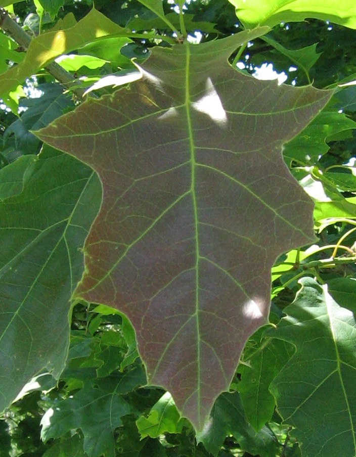Northern red oak leaf showing pointed, bristle-tipped lobes and dark green upper surface