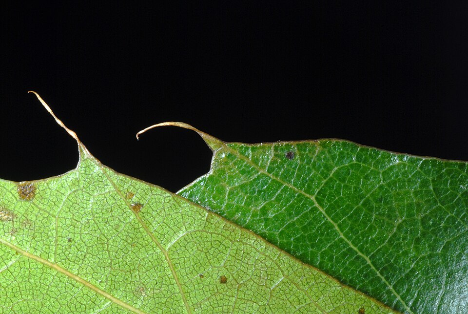 Shumard oak leaf showing deeply lobed structure with bristle-tipped points and dark green surface